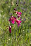 Gladiolus dubius Guss.