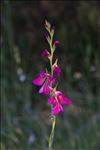 Gladiolus dubius Guss.