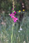 Gladiolus dubius Guss.