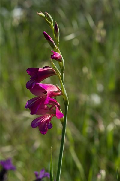 Gladiolus dubius Guss.