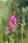 Photo 4/8 Gladiolus dubius Guss.