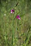 Gladiolus dubius Guss.