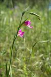 Gladiolus dubius Guss.