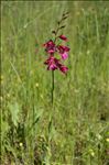 Gladiolus dubius Guss.
