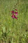 Gladiolus dubius Guss.