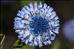 Globularia alypum L.