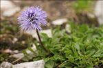 Globularia cordifolia L.