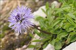 Globularia cordifolia L.