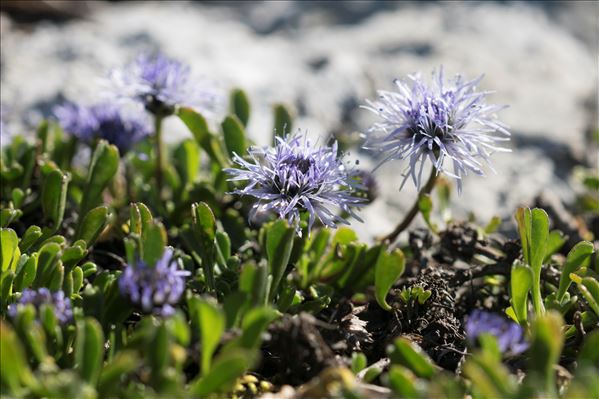 Globularia cordifolia L.