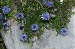 Globularia cordifolia L.