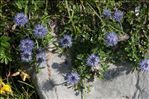 Globularia cordifolia L.