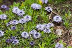 Globularia cordifolia L.