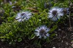 Globularia cordifolia L.