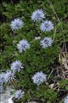 Globularia cordifolia L.