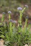 Globularia vulgaris L.