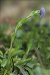 Globularia vulgaris L.