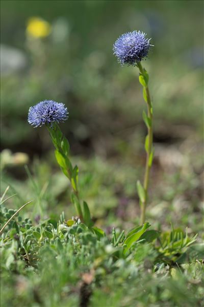 Globularia vulgaris L.