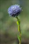 Globularia vulgaris L.