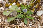 Globularia vulgaris L.