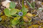 Globularia vulgaris L.