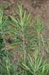 Gomphocarpus fruticosus (L.) R.Br.