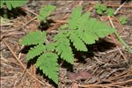 Gymnocarpium dryopteris (L.) Newman
