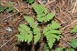 Gymnocarpium dryopteris (L.) Newman