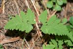 Gymnocarpium dryopteris (L.) Newman
