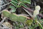 Sulla spinosissima (L.) B.H.Choi & H.Ohashi