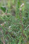 Sulla spinosissima (L.) B.H.Choi & H.Ohashi