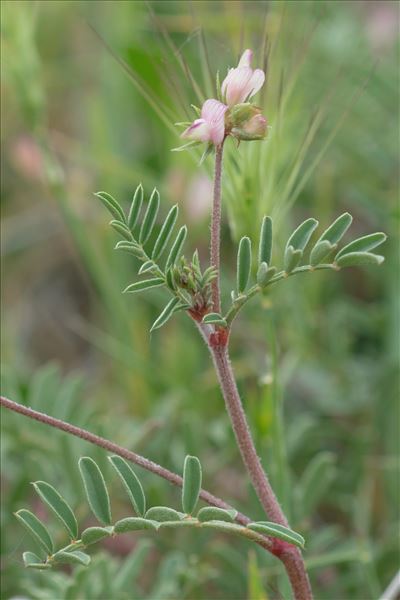 Sulla spinosissima (L.) B.H.Choi & H.Ohashi