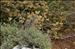 Helichrysum italicum (Roth) G.Don subsp. italicum