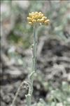 Helichrysum italicum subsp. microphyllum (Willd.) Nyman