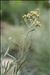 Helichrysum italicum subsp. serotinum (DC.) P.Fourn.