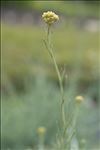Helichrysum italicum subsp. serotinum (DC.) P.Fourn.