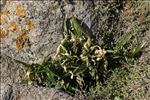 Helicodiceros muscivorus (L.f.) Engl.