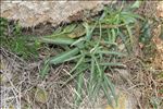 Helicodiceros muscivorus (L.f.) Engl.