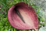 Helicodiceros muscivorus (L.f.) Engl.
