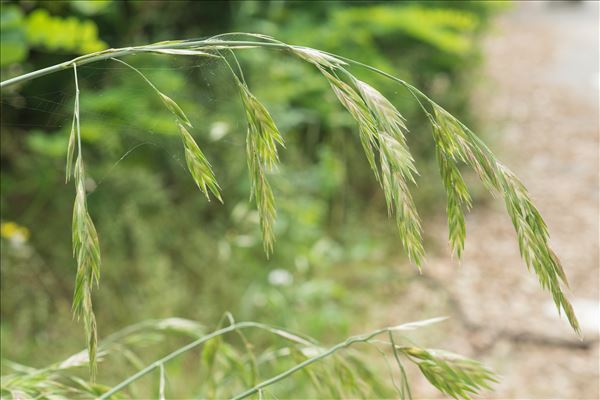 Ceratochloa cathartica (Vahl) Herter