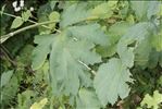 Heracleum pyrenaicum Lam.