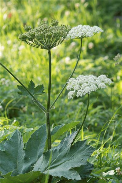 Heracleum pyrenaicum Lam.