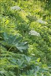 Heracleum pyrenaicum Lam.