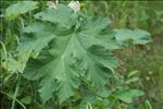 Heracleum pyrenaicum Lam.