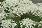 Heracleum pyrenaicum Lam.