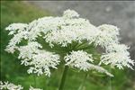 Heracleum pyrenaicum Lam.