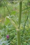 Heracleum pyrenaicum Lam.