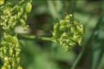 Heracleum sibiricum L.