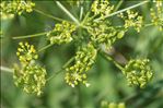 Heracleum sibiricum L.