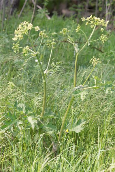 Heracleum sibiricum L.