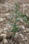 Chaenorhinum minus subsp. pseudorubrifolium Gamisans